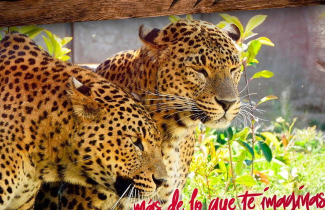 Eingangsboden Natura Murcia - Foto 5